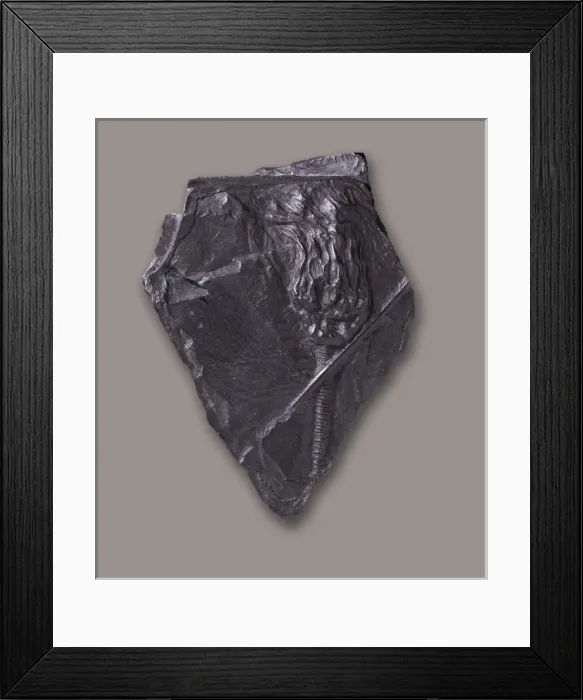 Framed Print : Archaeocrinus microbasalis, sea lily Framed Print : Archaeocrinus microbasalis, sea lily