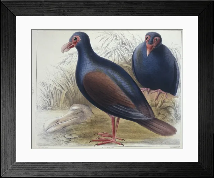 Framed Print : Didunculus strigirostris, tooth-billed pigeon Framed Print : Didunculus strigirostris, tooth-billed pigeon