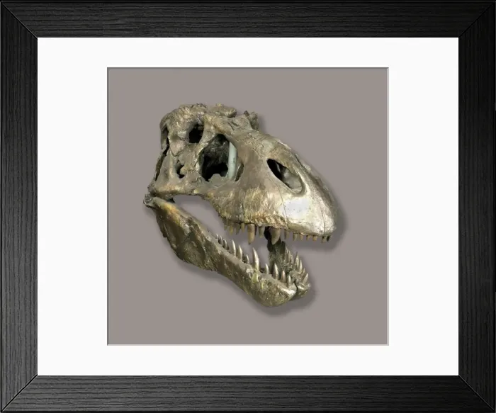 Framed Print : Tyrannosaurus rex skull Framed Print : Tyrannosaurus rex skull