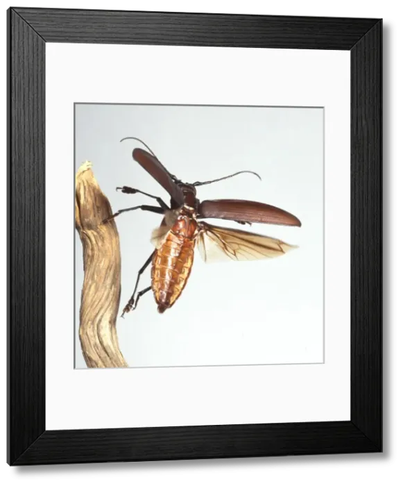 Framed Print : Titanus giganteus L. titan beetle Framed Print : Titanus giganteus L. titan beetle