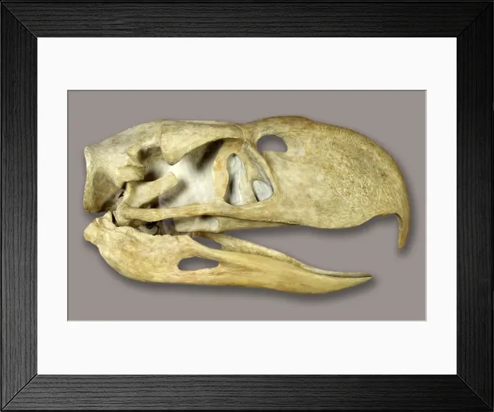 Framed Print : Phorusrhacus longissmus Framed Print : Phorusrhacus longissmus