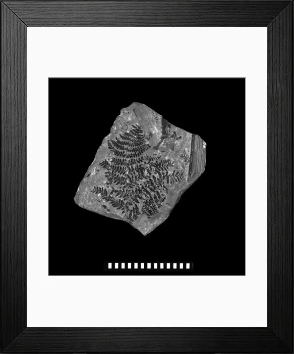 Framed Print : Neuropteris heterophylla Framed Print : Neuropteris heterophylla
