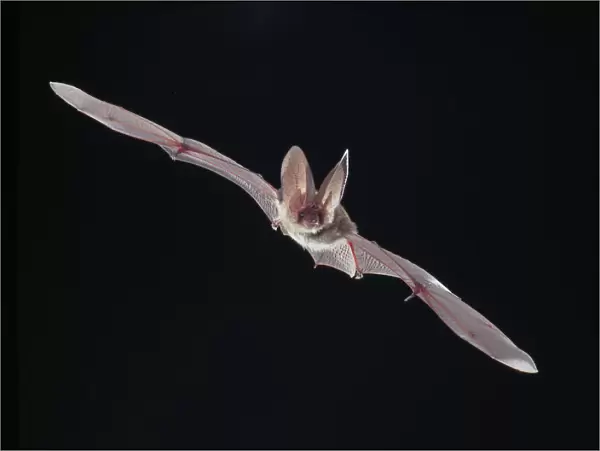 Plecotus sp. long-eared bat