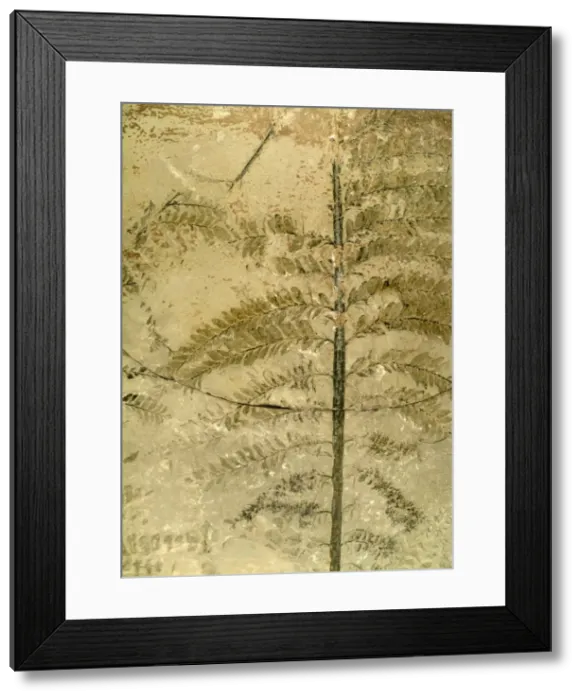 Framed Print : Archaeopteris hibernica Framed Print : Archaeopteris hibernica