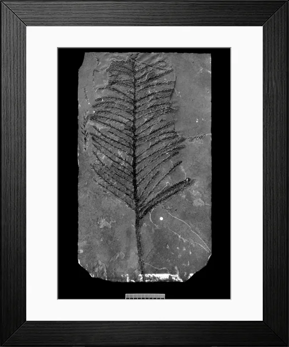 Framed Print : Walchia piniformis Framed Print : Walchia piniformis
