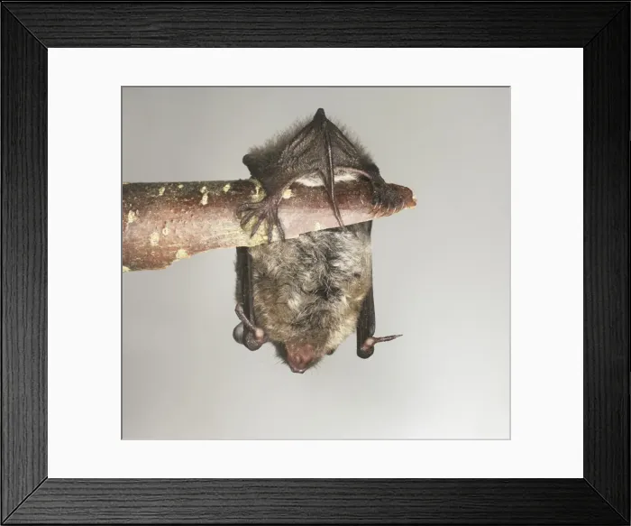 Framed Print : Myotis daubentonii, Daubentons bat Framed Print : Myotis daubentonii, Daubentons bat
