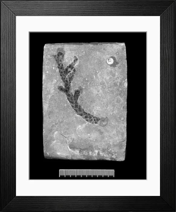 Framed Print : Pagiophyllum peregrynum Framed Print : Pagiophyllum peregrynum