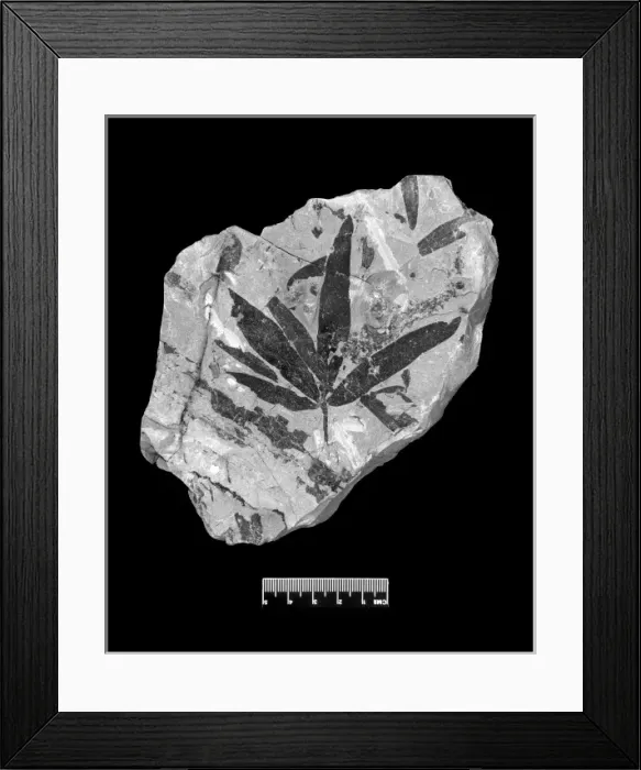 Framed Print : Sagenopteris phillipsi, seed fern Framed Print : Sagenopteris phillipsi, seed fern