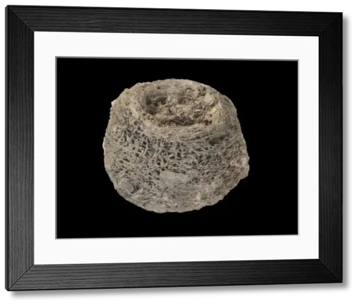 Framed Print : Cycadeoidea microphylla Framed Print : Cycadeoidea microphylla