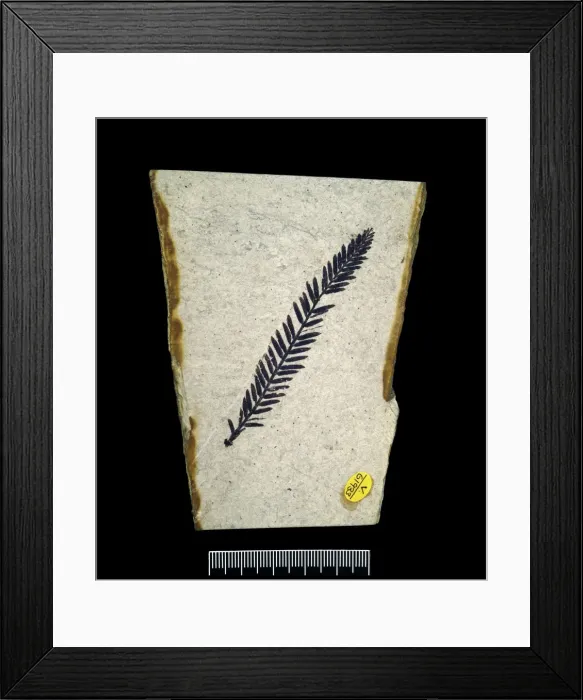 Framed Print : Metasequoia sp. dawn redwood Framed Print : Metasequoia sp. dawn redwood