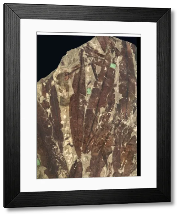 Framed Print : Glossopteris browniana Framed Print : Glossopteris browniana