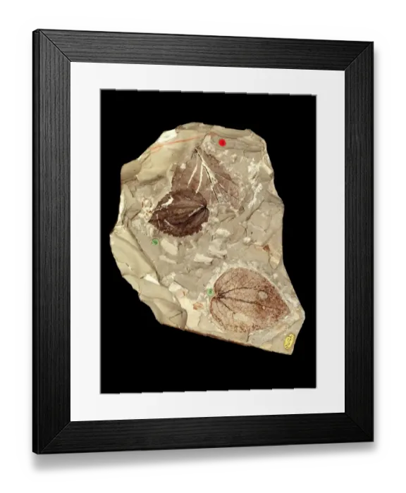 Framed Print : Platinites hebridicus Framed Print : Platinites hebridicus
