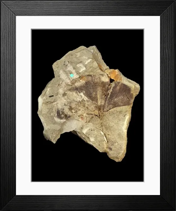 Framed Print : Ginkgo adeantoides Framed Print : Ginkgo adeantoides