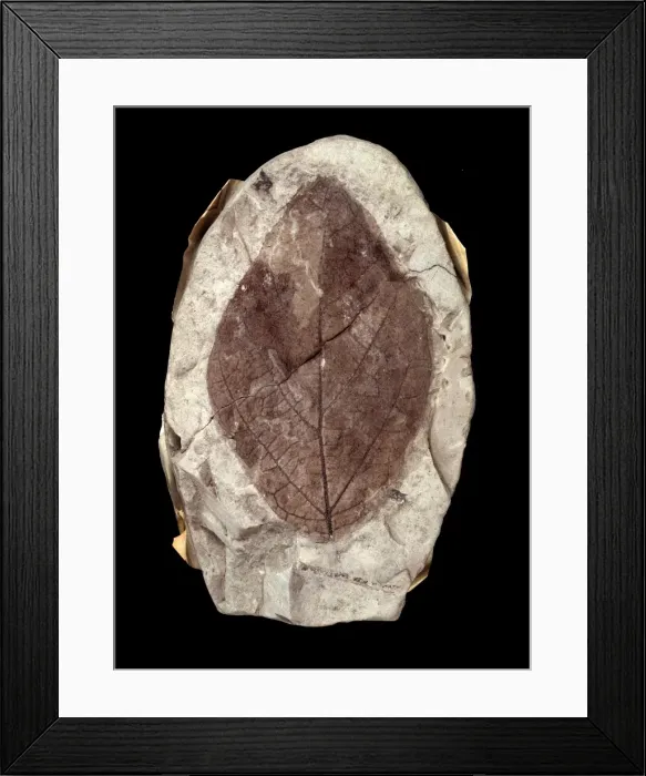 Framed Print : Credneria denticulata Framed Print : Credneria denticulata