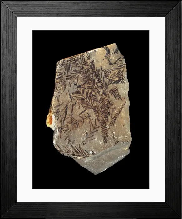 Framed Print : Metasequoia occidentalis Framed Print : Metasequoia occidentalis