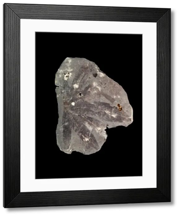 Framed Print : Aralia kowalewskiana Framed Print : Aralia kowalewskiana
