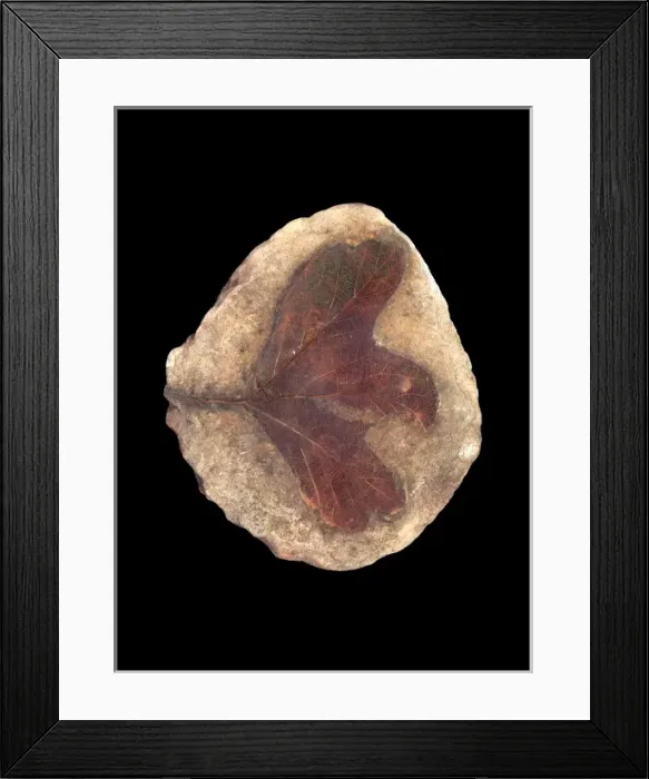 Framed Print : Sassafras obtusum Framed Print : Sassafras obtusum