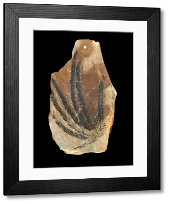 Framed Print : Matonidium goeperti Framed Print : Matonidium goeperti