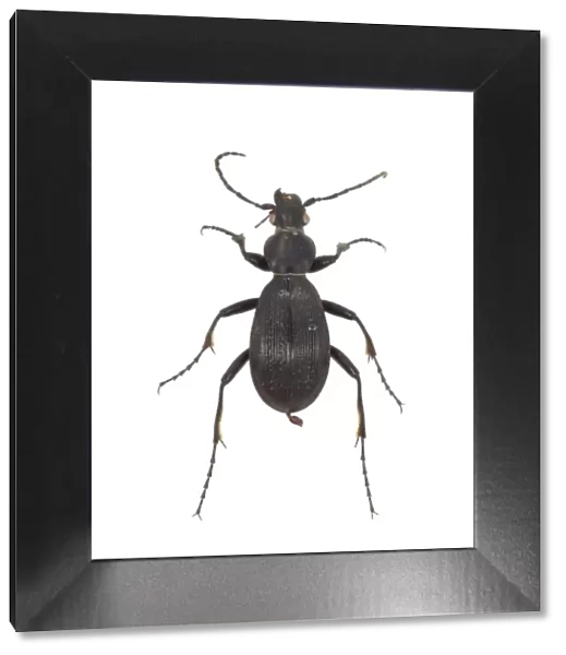 Aplothorax burchelli, giant ground beetle