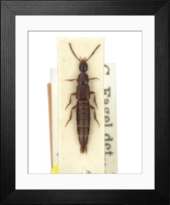Framed Print : Philonthus dictator, rove beetle Framed Print : Philonthus dictator, rove beetle