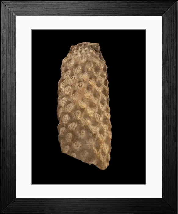 Framed Print : Protopteris Framed Print : Protopteris