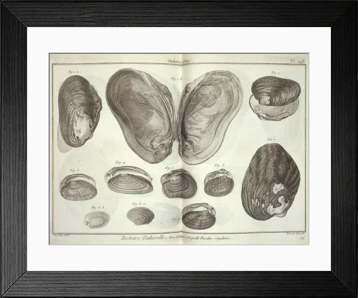 Framed Print : Bivalve mollusc Framed Print : Bivalve mollusc