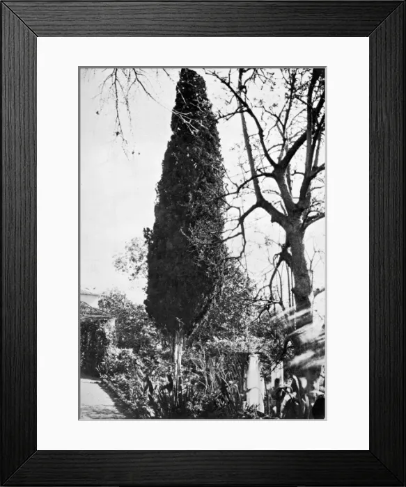 Framed Print : Cypress in Mr Watsons garden, Madeira Framed Print : Cypress in Mr Watsons garden, Madeira