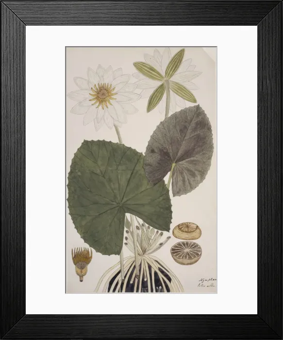 Framed Print : Nymphaea lotus, water lily Framed Print : Nymphaea lotus, water lily