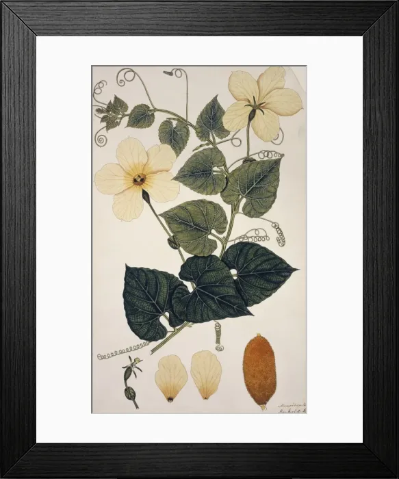 Framed Print : Momordica cochinchinensis, Chinese bitter melon Framed Print : Momordica cochinchinensis, Chinese bitter melon
