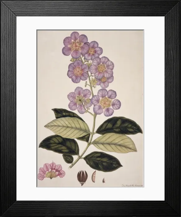 Framed Print : Plant Illustration