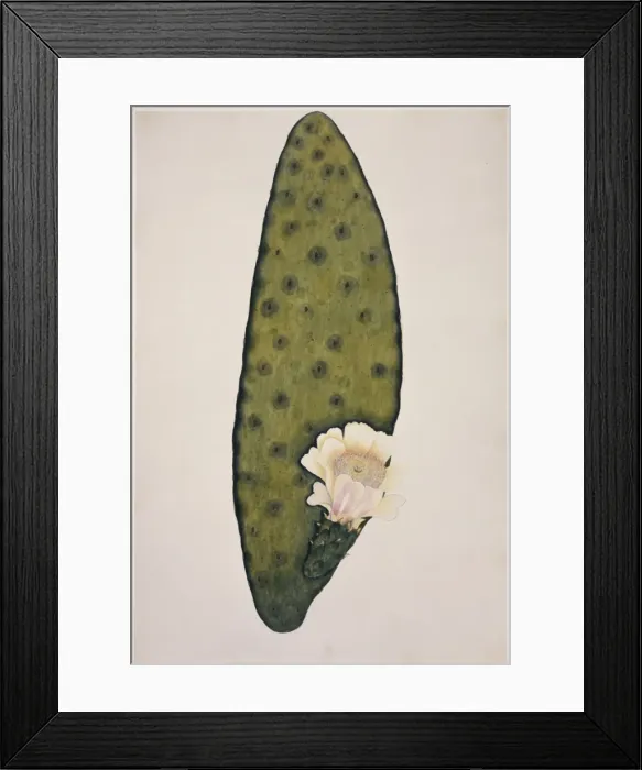 Framed Print : Plant Illustration Framed Print : Plant Illustration