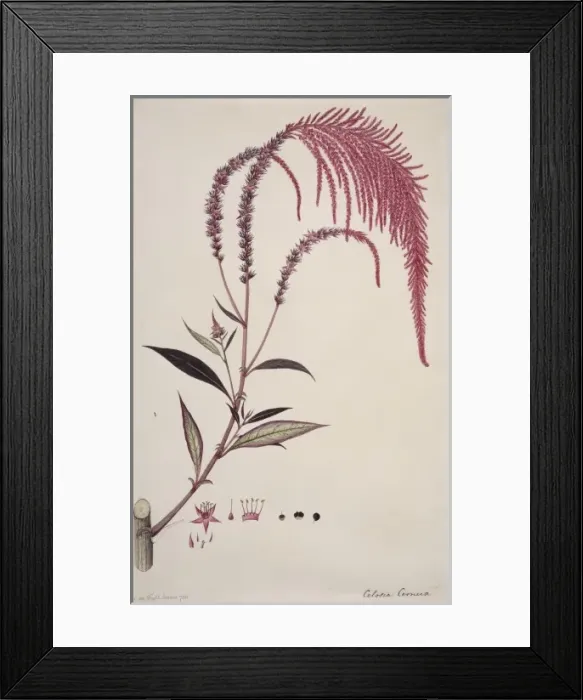 Framed Print : Celosia cernua, cockscomb Framed Print : Celosia cernua, cockscomb