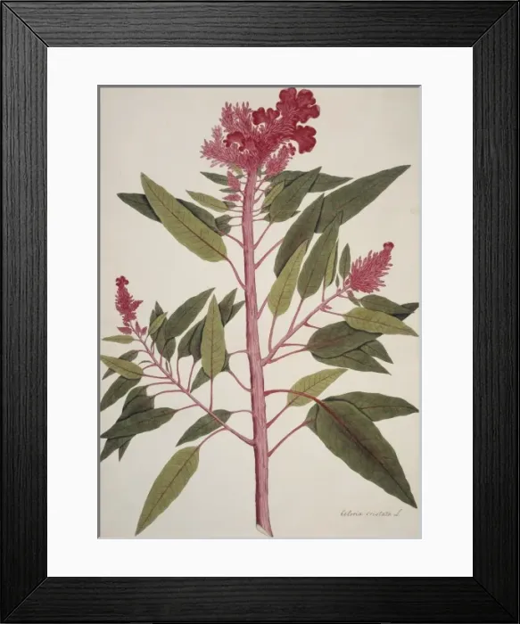 Framed Print : Celosia cristata, cockscomb Framed Print : Celosia cristata, cockscomb