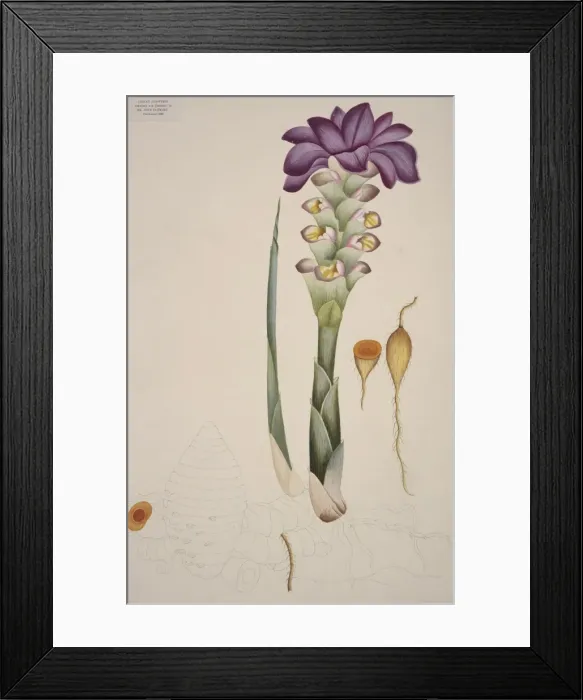 Framed Print : Plant Illustration Framed Print : Plant Illustration