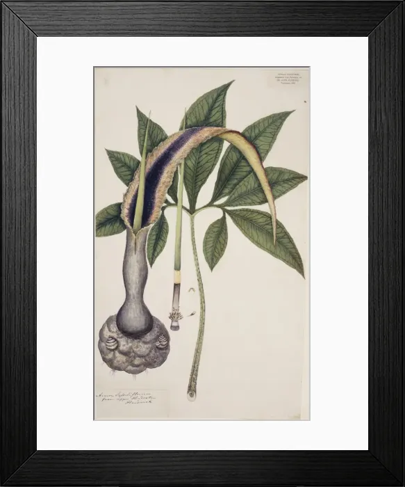 Framed Print : Arum sessiliflorum, voodoo lily Framed Print : Arum sessiliflorum, voodoo lily