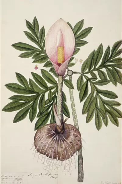 Amorphophallus bulbifer, voodoo lily