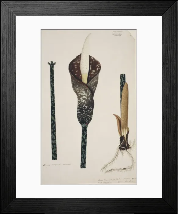 Framed Print : Amorphophallus muelleri Framed Print : Amorphophallus muelleri