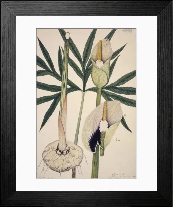 Framed Print : Dracontium, sp Framed Print : Dracontium, sp