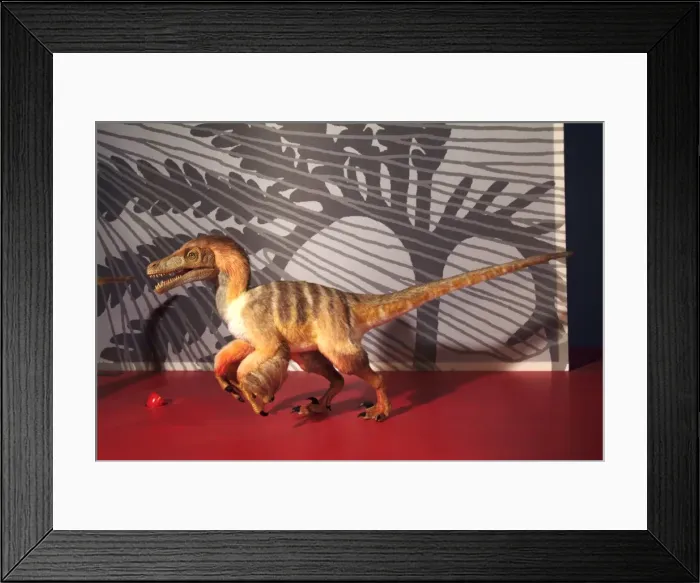 Framed Print : Saurornitholestes Framed Print : Saurornitholestes