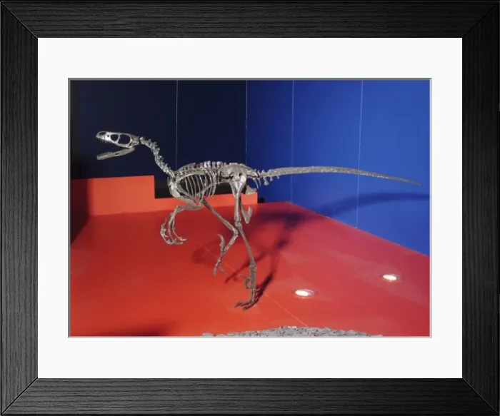 Framed Print : Saurornitholestes, Upper Cretaceous dinosaur Framed Print : Saurornitholestes, Upper Cretaceous dinosaur