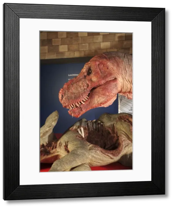 Framed Print : Tyrannosaurus rex with Triceratops, Upper Cretaceous dinosau Framed Print : Tyrannosaurus rex with Triceratops, Upper Cretaceous dinosau