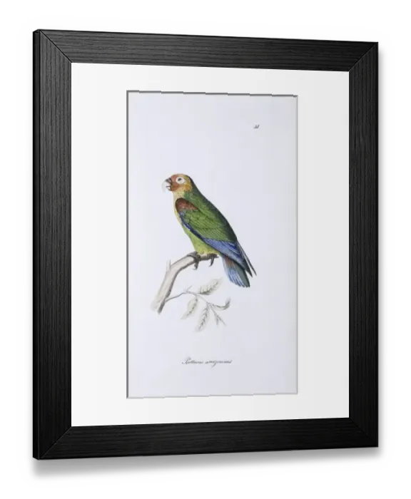 Framed Print : Hapalopsittaca amazonina, rusty-faced parrot Framed Print : Hapalopsittaca amazonina, rusty-faced parrot
