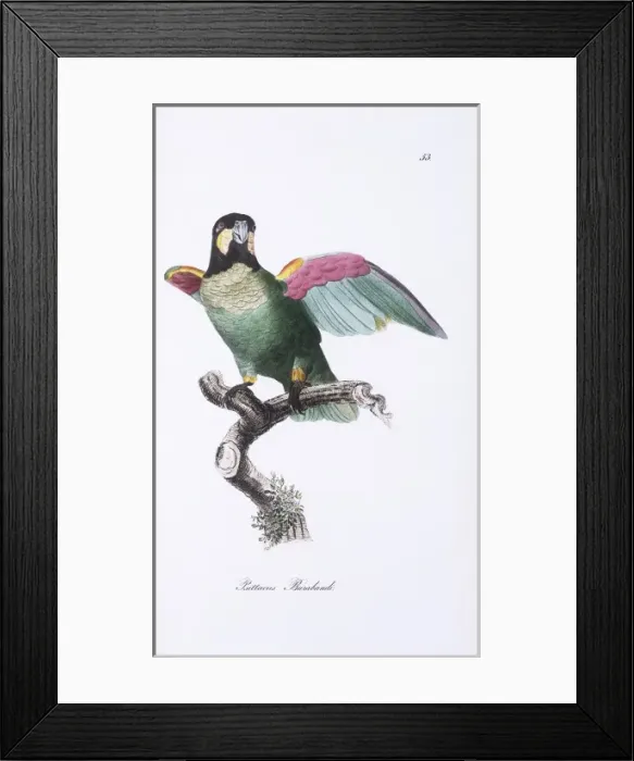Framed Print : Pionopsitta barrabandi, orange-cheeked parrot Framed Print : Pionopsitta barrabandi, orange-cheeked parrot