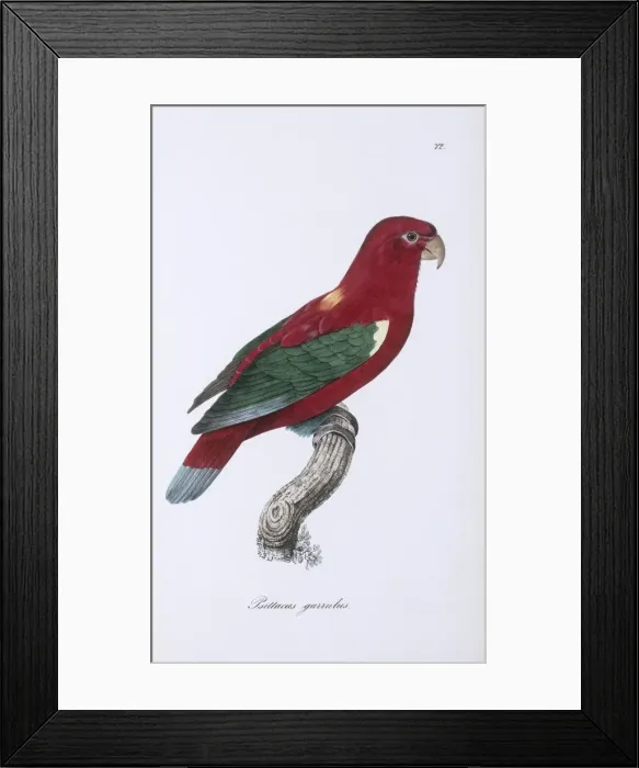 Framed Print : Lorius garrulus, chattering lory Framed Print : Lorius garrulus, chattering lory