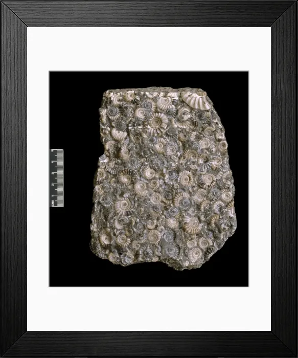 Framed Print : Ammonites. Asteroceras and promicroceras ammonites, large and small shelled ammonites Framed Print : Ammonites. Asteroceras and promicroceras ammonites, large and small shelled ammonites