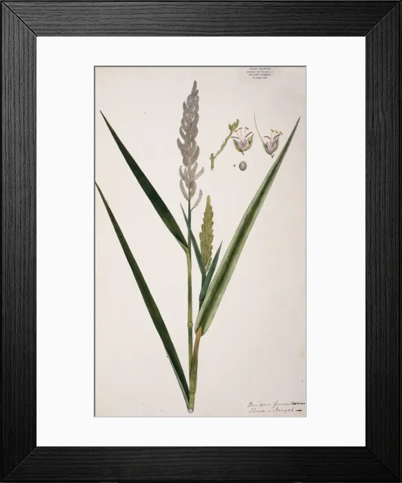 Framed Print : Panicum frumentaceum, barnyard grass Framed Print : Panicum frumentaceum, barnyard grass