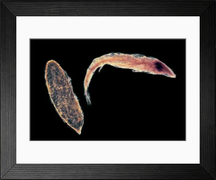 Framed Print : Anax imperator, emperor dragonfly egg Framed Print : Anax imperator, emperor dragonfly egg