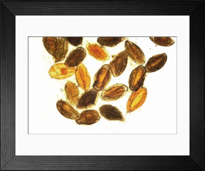 Framed Print : Sympetrum striolatum, common darter dragonfly eggs Framed Print : Sympetrum striolatum, common darter dragonfly eggs