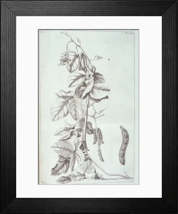 Framed Print : Mucuna pruriens, velvet bean Framed Print : Mucuna pruriens, velvet bean