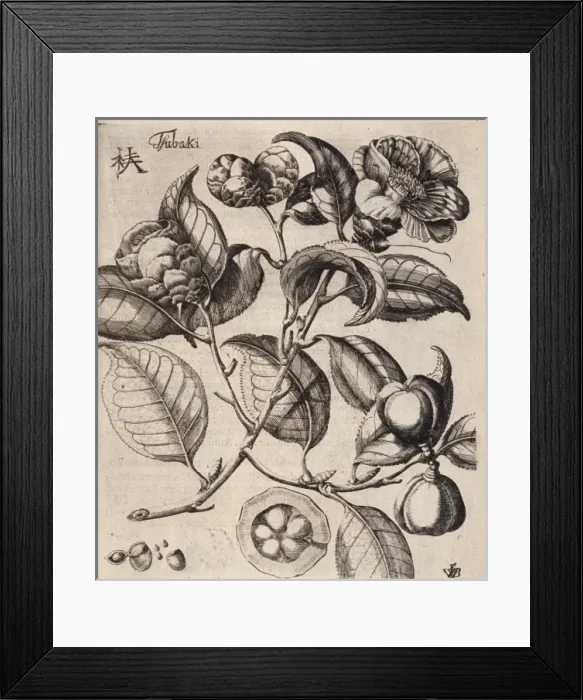 Framed Print : Camellia japonica L. camellia Framed Print : Camellia japonica L. camellia